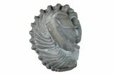 Wide Enrolled Flexicalymene Trilobite - Mt Orab, Ohio #257795-1